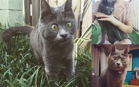 Kevin the permanently surprised cat takes the internet by storm 