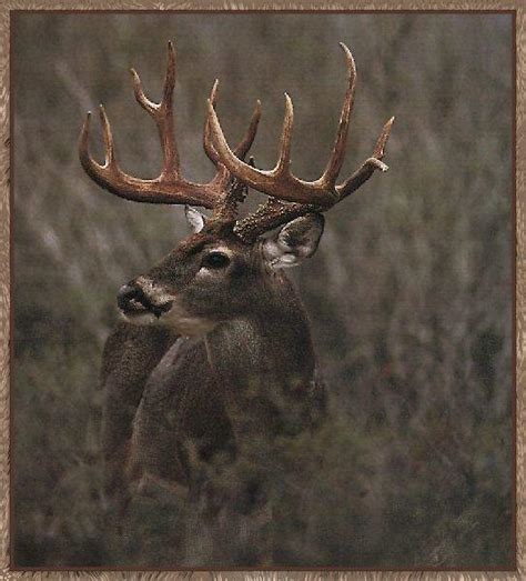 White tailed Deer Odocoileus virginianus 흰꼬리사슴 Image ONLY