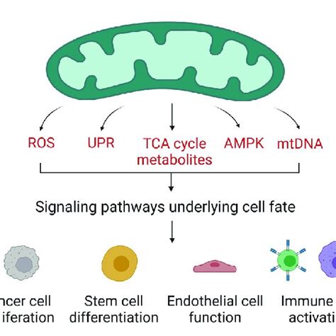 Mitochondrial Regulation Of Cell Fate And Function Mitochondria Have