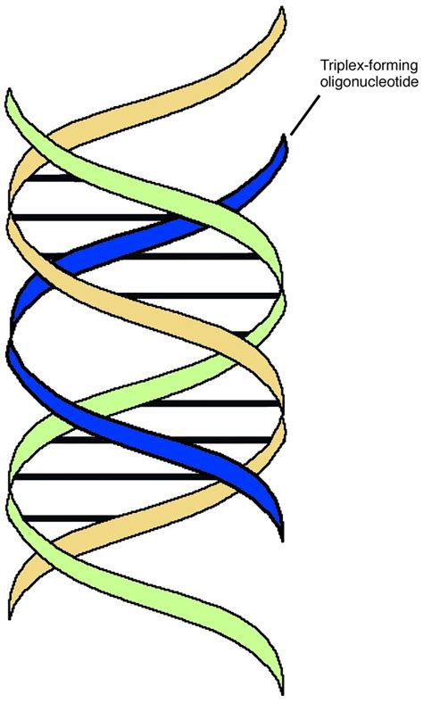 Jci The Potential For Gene Repair Via Triple Helix Formation