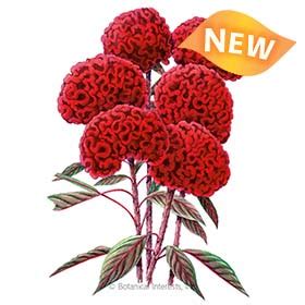 Celosia, Chief Red Flame Celosia Seeds – Organic – Sustainable Organic Q8