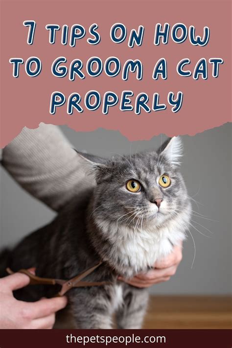 How To Groom A Cat Properly Tips Artofit