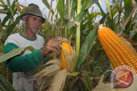 Atas Permintaan Bulog Pemerintah Pinjam Jagung Untuk Penuhi Kebutuhan