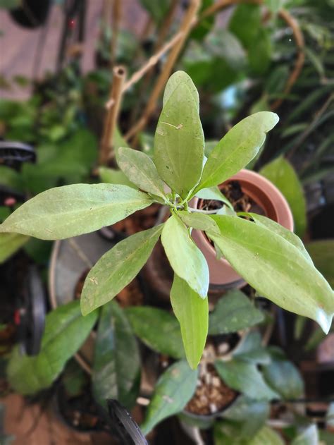 Hoya Nicholsoniae New Guinea Ghost 3 Plantstay Gainesville