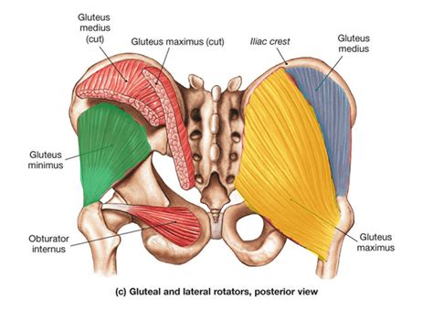 Glutes Muscles Diagram Easy Notes On Gluteal Region Learn In Just