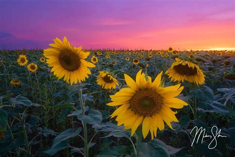 Pastel Sunflower Sunset | Pilsen, Kansas | Mickey Shannon Photography