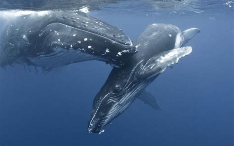 Blue Whale Wallpapers - Wallpaper Cave