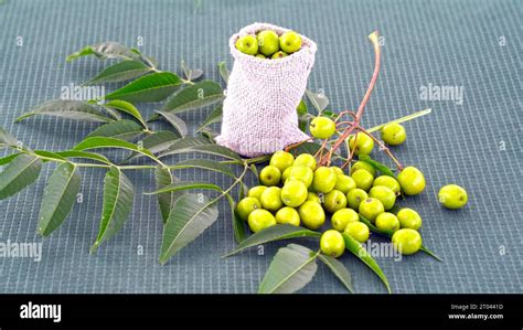 Neem Leaves Ayurvedic Neem Azadirachta Indica A Branch Of Neem Tree