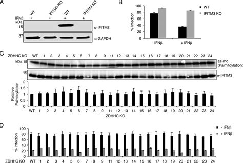 The Palmitoyltransferase ZDHHC20 Enhances Interferon Induced