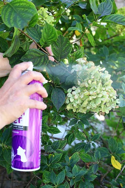 How To Dry Hydrangeas The Easy Way Dried Hydrangeas Hydrangea Flower