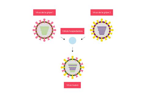 Qu Es La Mutaci N Viral C Mo Mutan Los Virus Y En Qu Afecta A Las
