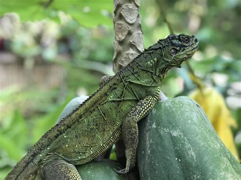 Rare Endemic Lizard Rescued In Samboan Cebu Cdn Digital