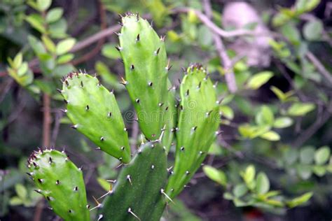 Planta Indica De Los Ficus De La Opuntia Del Higo Del Higo Chumbo O De