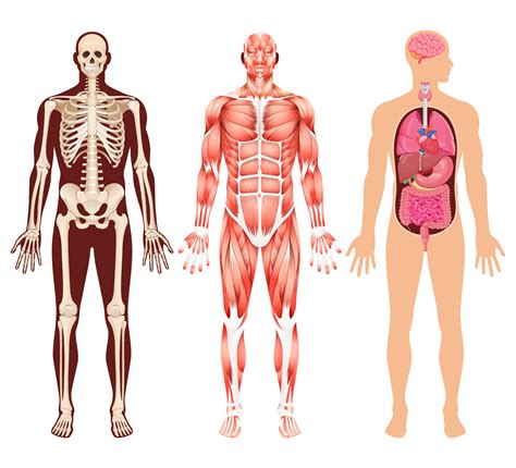 Human Organ Skeleton And Muscular System Vector Illustrations 2094924