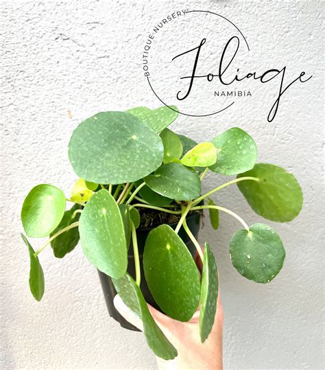 Pilea Peperomioides Chinese Money Plant