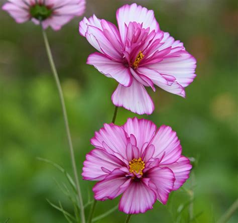 Cosmos Bipinnatus Fizzy Rose Picotee Seedscape