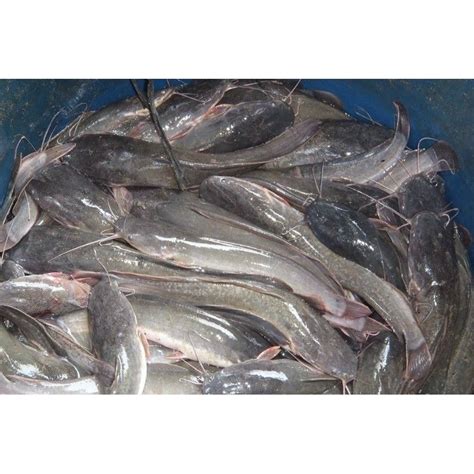 Jual Ikan Lele Hidup Kg Lele Hidup Shopee Indonesia