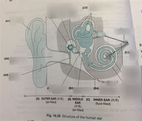 Ears Diagram Quizlet