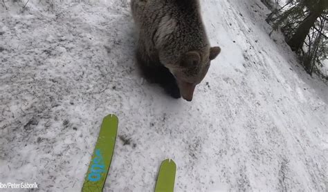 Šokujúce video z Ďumbiera Medveď sa hral s lyžiarovou paličkou ten si