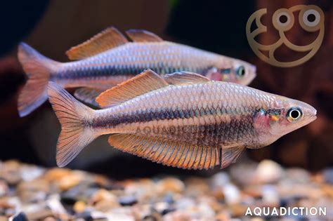 Sungguer Rainbowfish Melanotaenia Sp Sungguer Fish Profile And Care Guide