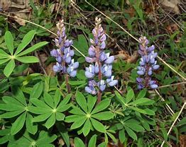 Wild Lupine - Kent Conservation District