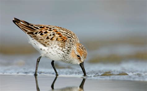 Western Sandpiper Sandpiper Coastal Birds Bird Life List