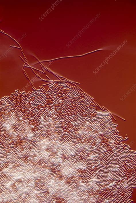 Probiotic Lactic Acid Bacteria Light Micrograph Stock Image C