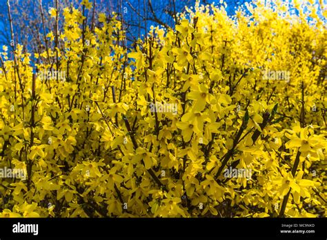 Common Garden Flowers Stock Photo - Alamy