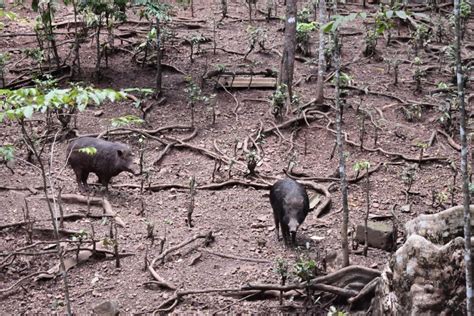 The protected Andaman wild pig gets a new lease on life with captive ...