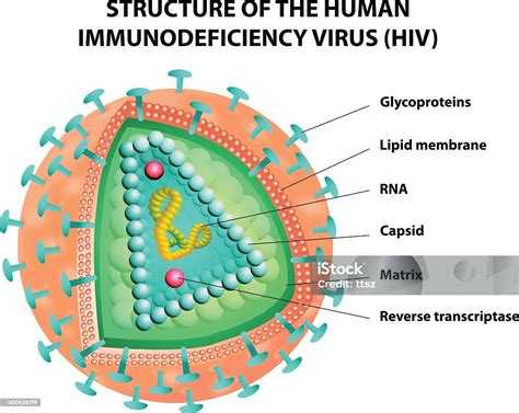 Schéma Explicatif Du Virus Vih Illustration Vecteurs Libres De Droits