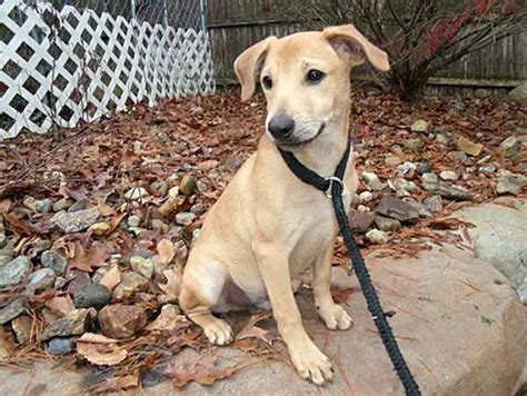 Chihuahua Mix With Golden Retriever