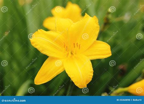 Yellow daylily flower stock photo. Image of aroma, pretty - 25360898