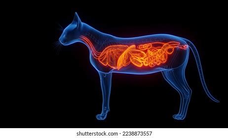 D Rendered Medical Illustration Cat Anatomy Stock Illustration