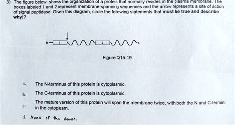 SOLVED 3 The Figure Below Shows The Organization Of A Protein That