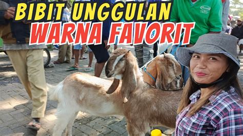 Update Harga Kambing Hari Ini Di Pasar Hewan Wlingi Blitar Sabtu