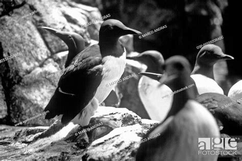 A Bird Penguin Aquatic Animal Stock Photo Picture And Rights Managed