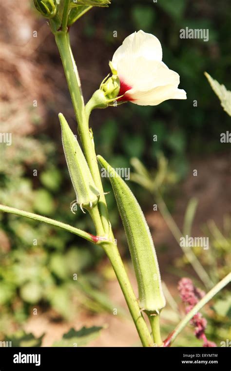 Bhindi Vegetal Señoras Dedos Abelmoschus Esculentus Okra Hibiscus