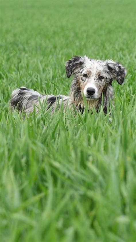 Seu Cachorro Come Grama Saiba Como Pode Ser Evitado Comportamento Ig