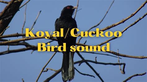 Cuckookoel Bird Sound Youtube