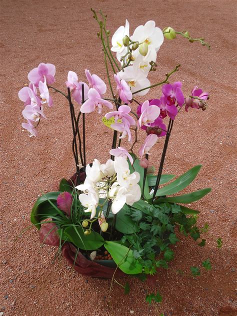 Composition D Orchid Es Plantes D Ochid Es Assemblage D Ochid Es