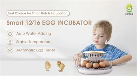 Hhd Wonegg New Arrival Hatching Rate Automatic Chicken Egg Incubators