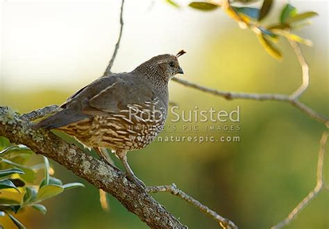 California Quail Lophortyx Californicus Female Hen Bird In Tree