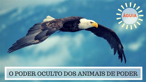 Animal De Poder Águia O Poder Oculto Do Animal De Poder Youtube