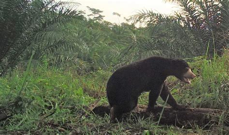 Meresahkan Warga Lubuk Terentang Bksda Pasang Perangkap Beruang Madu