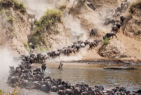 The Wildebeest Migration in Serengeti, Tanzania