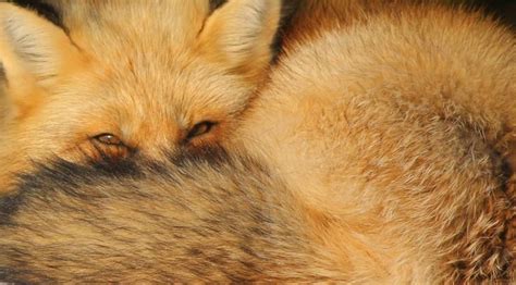 Fox World : Close up Red Fox by Jon Wedge