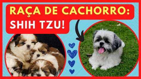 Ra A De Cachorro Shih Tzu Descubra Suas Caracter Sticas E Seu