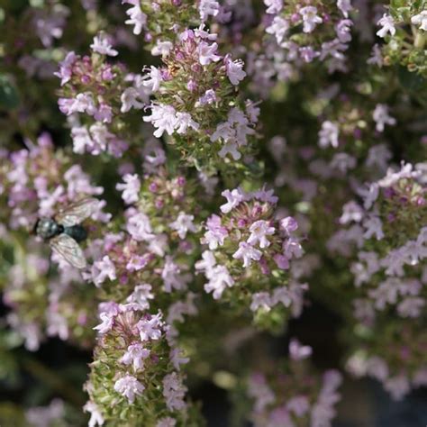 Thymus Citriodorus ‘lemon Find Haveplanter