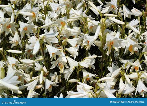 Lilium Longiflorum Stock Photography Cartoondealer