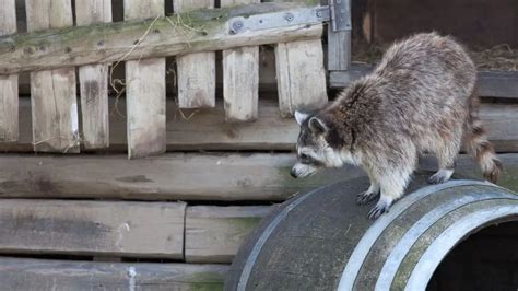 8 Tips How To Keep Raccoons Away & Out Of Your House & Yard